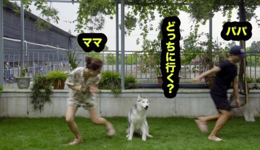 急にパパとママが走り出したら、犬たちがどっちについて行くのか？