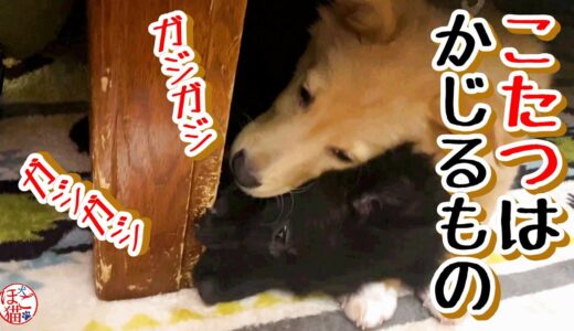 【捨て犬　子犬　保護】こたつをかじる子犬達　と　お知らせ♪