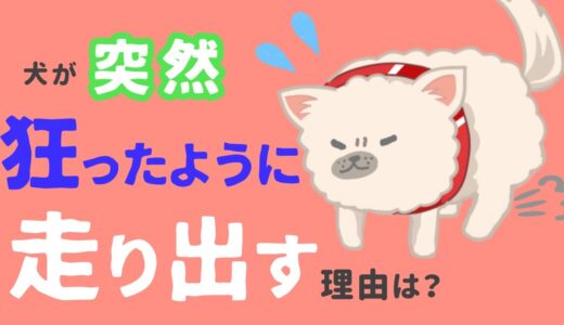 犬が突然ダダダッっと走り出すのは、なぜ？