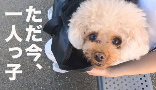 2ヶ月一緒だったわんぱく子犬旅立ち後の、先住犬の様子。