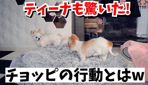 老犬チョッピの、とんでもない行動がペットカメラに写っていました😅