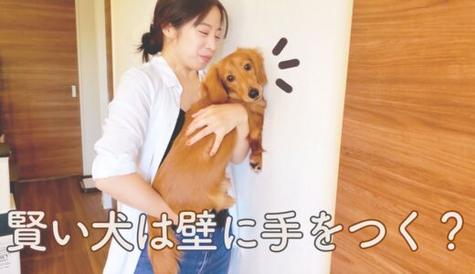 【ミニチュアダックスフンド】賢い犬は壁に手をつくらしいのですが、、