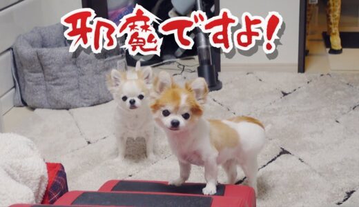 犬達より先にベッドに入ると納得がいかない様子のチワワ達ｗ