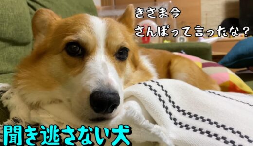 「さんぽ」の言葉は聞き逃さないコーギー犬