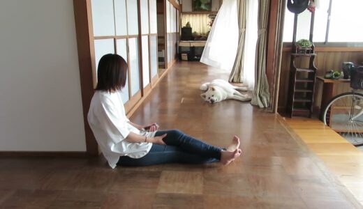 【秋田犬ゆうき】廊下でのんびりするママと宿題をするお兄ちゃんと仏間で悪戯をする柴犬と甘えたい弟クン【akita dog】