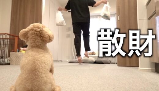 【給料日ルーティン】犬と暮らす独身男のボーナス支給日