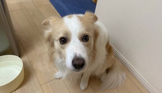 病院と分かって震え出す犬と、お留守番で悲しそうな顔になる犬