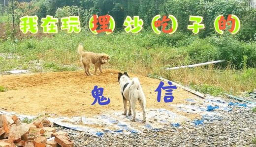 中华田园犬二毛为吃独食，被逼智商进化，却聪明反被聪明误！