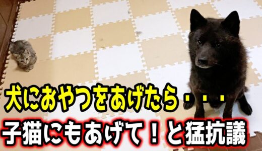 甲斐犬一休、子猫への愛が止まらない