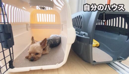 マーキング強めの保護犬、姉のハウスが好きらしい。【Day9】