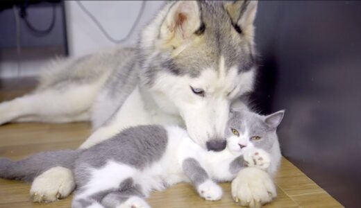 犬同士しかやらないことを子猫にやってあげたハスキー犬「種を超えた愛情」