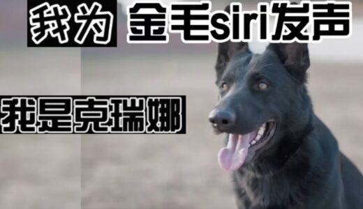 克瑞娜为金毛Siri发声 || 搞笑东德牧羊犬German shepherd Funniest Animals