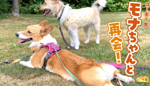 コーギー犬のモナちゃんと同じ学校に行くことになりました