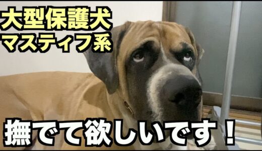 大型マスティフ系保護犬・顔がシワシワ【97 99日目】