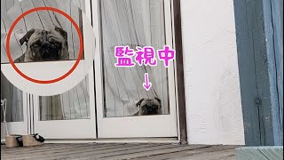 常に飼い主を監視する犬の監視の仕方が可愛すぎる パグ犬ぷぅPug