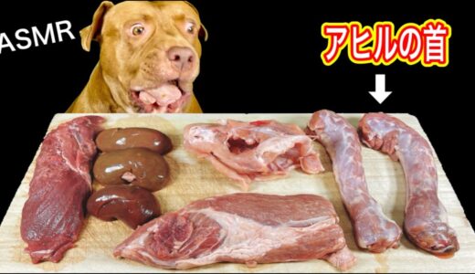 【犬の咀嚼音】ピットブルが生肉を豪快に食べるASMRがクセになる!