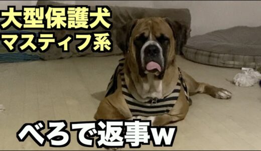 大型マスティフ系保護犬・おっさんと会話するときは？【87 89日目】