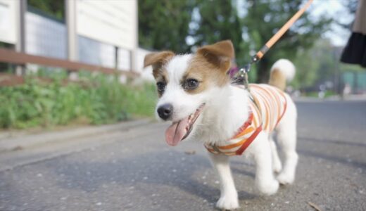 駒沢公園でジャック探してたら有名犬にお会いした/ジャックラッセルテリア/puppy