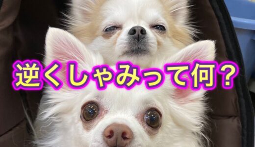 【犬の逆くしゃみ】見分け方と対処法。こんな症状がでたら逆くしゃみです。