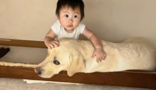 犬用ケージが大好きな11ヶ月児とラブラドールレトリーバー