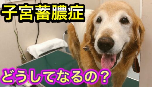 【犬の子宮蓄膿症】閲覧注意。ぱんぱんになった子宮が出てきました。子宮蓄膿症の原因、手術、入院、退院、元気になるまで。