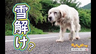 【犬】雪解け？山の中のお爺犬と関係改善か・・・？