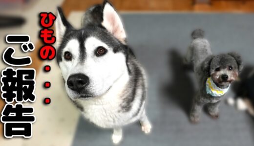 お尻から出てきたヒモの正体は？　ハスキー犬と保護犬トイプードル