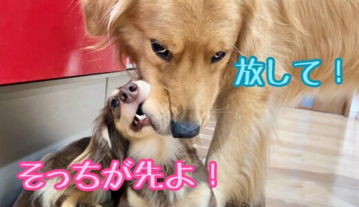 一度噛み付いたら放さない！大型犬に引けを取らない我が家のお転婆娘がこちら。ゴールデンレトリバーのクッキーとミニチュアダックスフンドの子犬ショコラとの幸せな日常