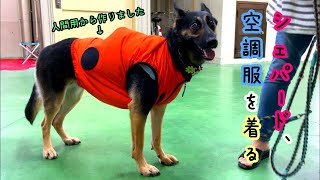 【犬の熱中症対策】シェパード犬、空調服を着る【German Shepherd】 My Dog Wears The Air Conditioned Clothes!