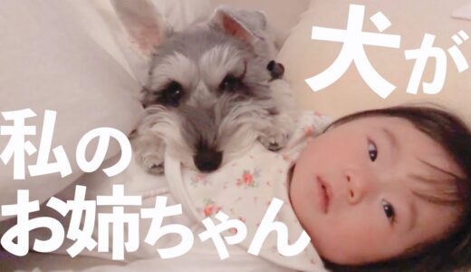 赤ちゃん好きな犬と一緒に育った子供の成長記録【シュナウザージジトト】