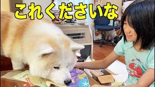 待ってました！これくださいな♪秋田犬そうすけ君のお昼【VLOG】