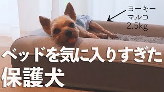 歯周病重度の保護犬が、ベッドを気に入ってくれた日【Day3】