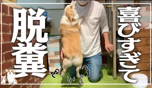 【喜びすぎると犬は…】久しぶりにパパに会ったら嬉しすぎてうんち漏らしちゃうコーギーが可愛過ぎる〖tear-filled reunion corgi〗