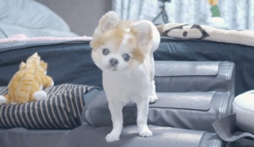 いつだって飼い主のそばに居たい老犬の表情が愛おしすぎるんです！