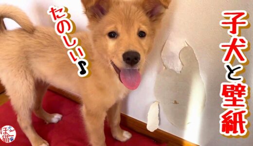 【捨て犬　子犬　保護】壁紙やられました