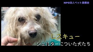 レスキュー シェルターについた犬たち