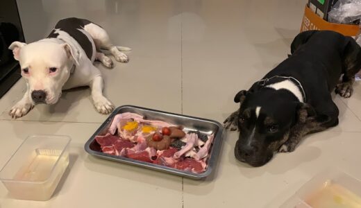 🐶🐶Pit Bulls eat RAW 🍓🍊🐂🥩BEEF🦆🐓🥚 combo [ASMR] MUKBANG 犬が生の肉を食べる[咀嚼音] Dog VLOG | RAW FOOD Shopping