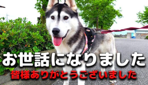 家出しました。　ハスキー犬と保護犬トイプードル