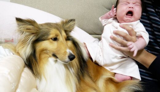 ギャン泣きの赤ちゃんに困り顔の犬【シェルティちょこ】