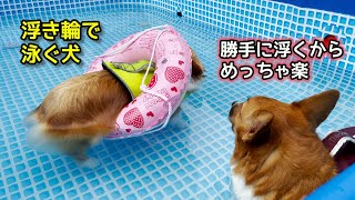 浮き輪が浮かぶことに気づき、泳がなくなった犬【コーギー 】【マンチカン】