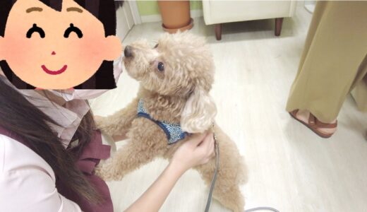 大好きなトリマーさんと久しぶりの再会でまた恋しちゃった犬がこちらですw