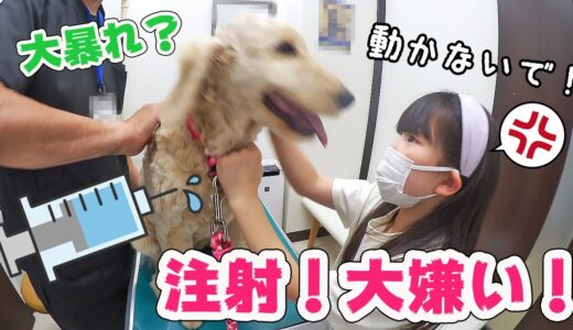 大暴れ？病院で注射嫌がる犬3匹🐶狂犬病予防接種！【VLOG】 - はねまりチャンネル