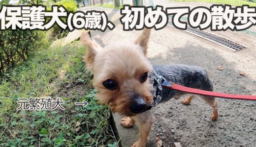 元繁殖犬の保護犬6歳、初めての散歩。初めての公園。【Day4】