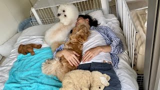 体調不良で横になる飼い主、その後の犬達の行動に涙が溢れました【アメコカとトイプードル】