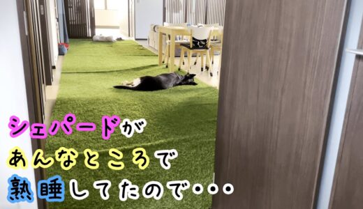 シェパード犬があんなところで熟睡してたので、近寄って声をかけてみた【German Shepherd】 My Dog Was Just In A Deep Sleep Right There