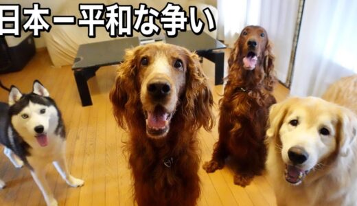 日本一平和な奪い合いをする大型犬4頭が最高に可愛い