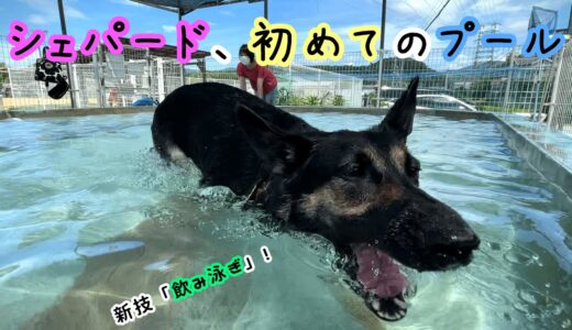 シェパード犬、ドッグランで初めてプールに入ったら新技を覚えました【German Shepherd】 My Dog Acquires A New Way To Swim In The Pool!