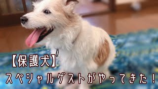 【保護犬&保護猫預かりvlog】スペシャルゲストがやって来た!!&いよいよ、ハナちゃんの里親さまを募集いたします♪