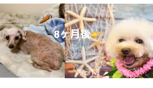 家族になって8ヶ月の追跡‼️【元繁殖犬】【トイプードル】