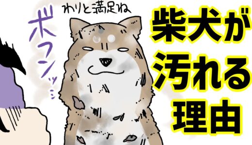 【犬まんが】柴犬がめちゃくちゃ汚れる理由とは！？